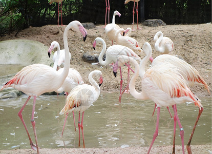 动物园中的粉红火烈鸟图片