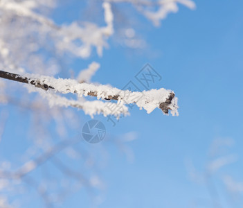 树枝上有雪天图片