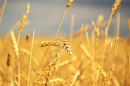 熟的麦子背景图片