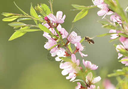 蜜蜂从樱桃树上收集花粉图片