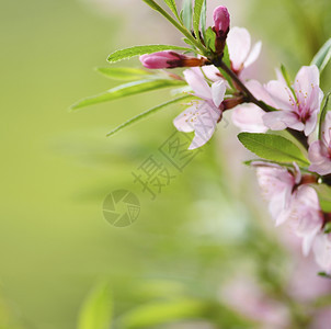 春季樱花粉红图片