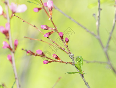 春季樱桃粉红芽图片