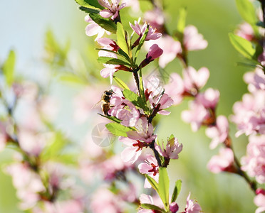 蜜蜂从春花中收集粉图片