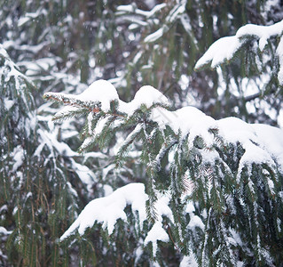 带清雪的松树图片