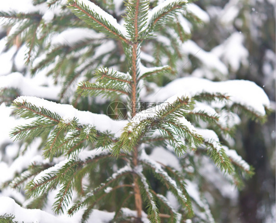 近距离拍下有雪的松树图片