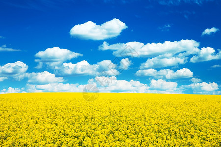 夏季风景小麦田和云图片