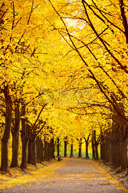 秋天在小巷里的森林图片