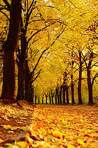 秋天在小巷里的森林图片