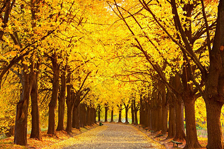 秋天在基夫植物园的林顿小巷里图片