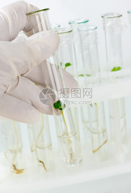 手持橡胶套装有生物材料封闭式试管的橡胶手套图片