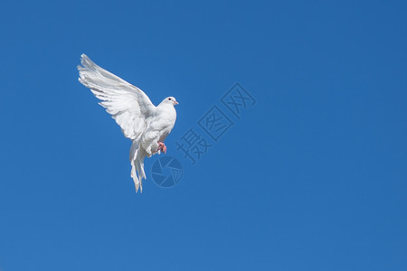 白鸽飞向蓝天图片