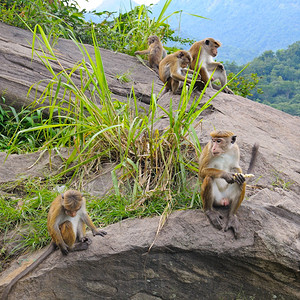 山边的野猴子家族图片