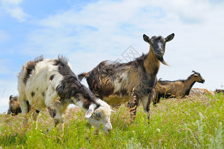 放牧的家养山羊图片