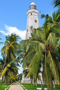棕榈和热带树srilankmtr图片