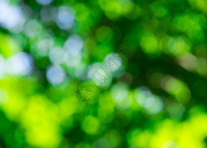 阳光明媚的绿色自然抽象背景有选择重点图片