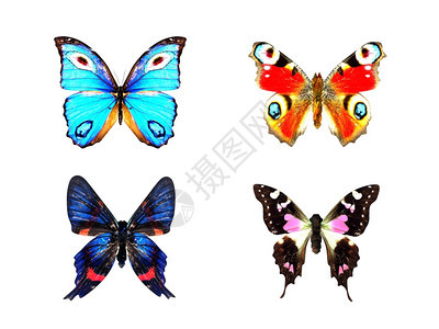 现实的叠装蝴蝶3d化成图片
