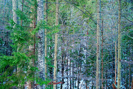 在冬季森林中树枝有扭曲的本底树枝图片