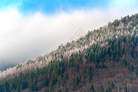 山坡树上第一次下雪图片