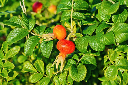 绿叶背景的野玫瑰大红莓图片