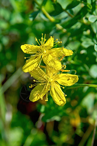 绿色草原上黄花图片