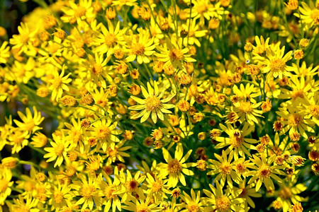 黄色花朵绿叶图片