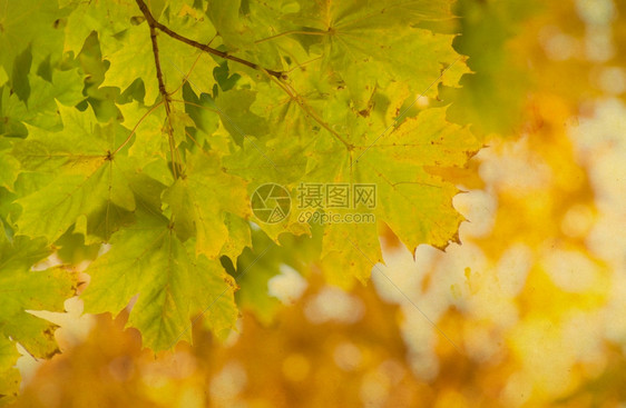 秋林中的叶子图片