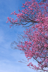 美丽的野生黑沙拉扬樱花cerasoid图片