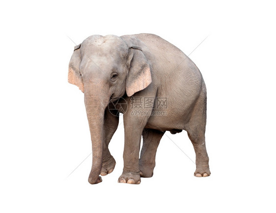 在白色背景中被孤立的雌大象图片