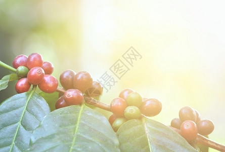 树上鲜咖啡豆照明光亮图片