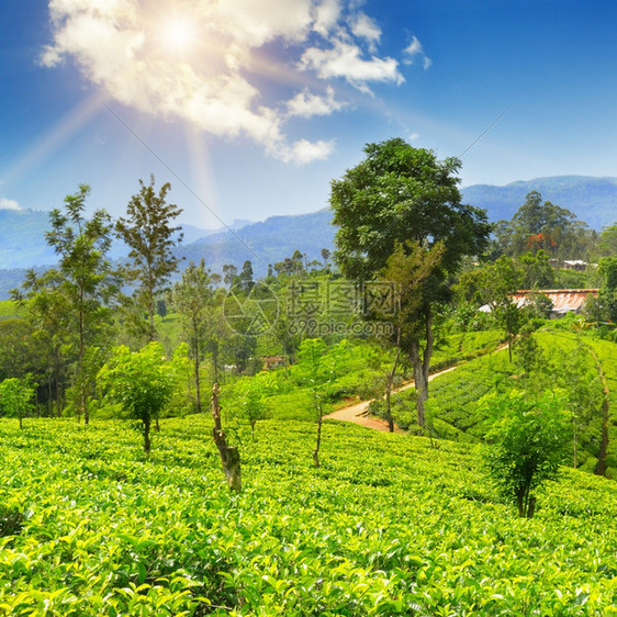 在光滑的山丘上种植茶叶图片