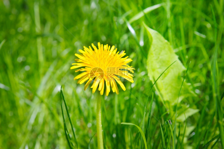 绿色草地上的黄花图片