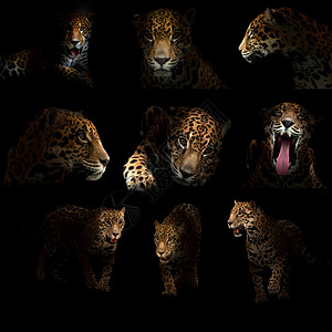 深夜的美洲豹子图片