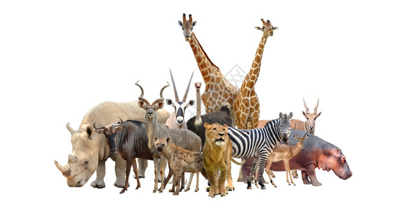 犀牛和斑马白色背景上孤立的非洲动物群背景