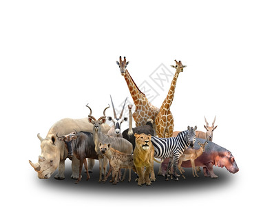 犀牛和斑马白色背景的非洲动物群背景