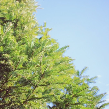 a毛皮树或松的绿色刺枝或蓝天空的松树图片