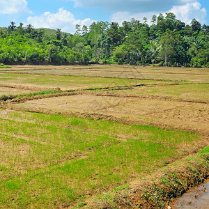 种植大米的庄稼图片