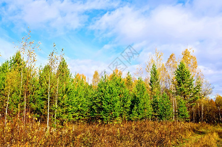 秋天森林黄草绿松树黄叶蓝天和白云图片