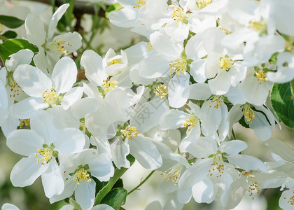 清晨春天花园里的苹果树上开着娇嫩的白花背景图片