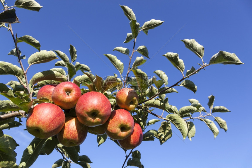 树枝上成熟的红苹果图片