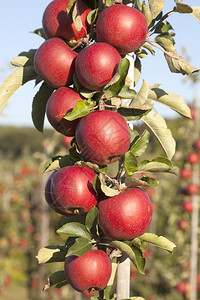 在阳光和蓝天的苹果树枝上有许多成熟的红苹果图片