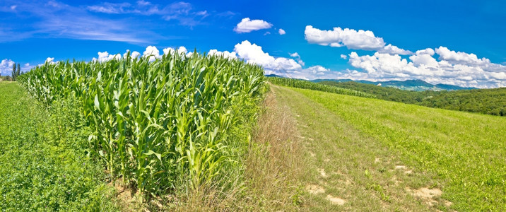 Prigoje地区农业景观全玉米田和pictoresqu山上的绿色草地croati图片