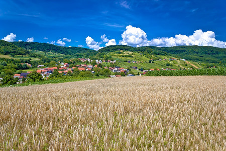 纯绿色的小麦田和pictoresqu山村croati的sudovec村图片