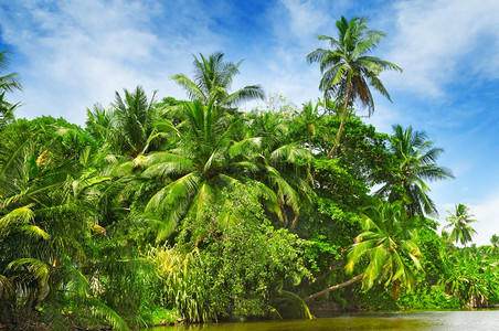 河岸热带棕榈林图片