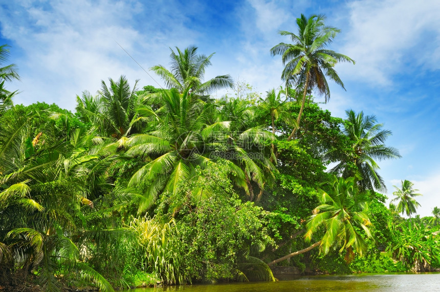 河岸热带棕榈林图片