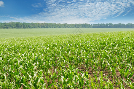 绿玉米田和蓝天空图片