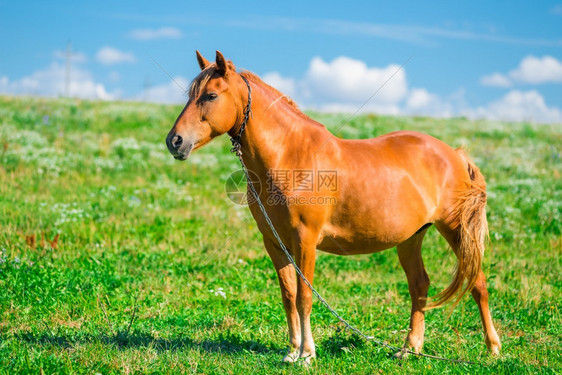 田里铁链上美丽的棕色马匹图片