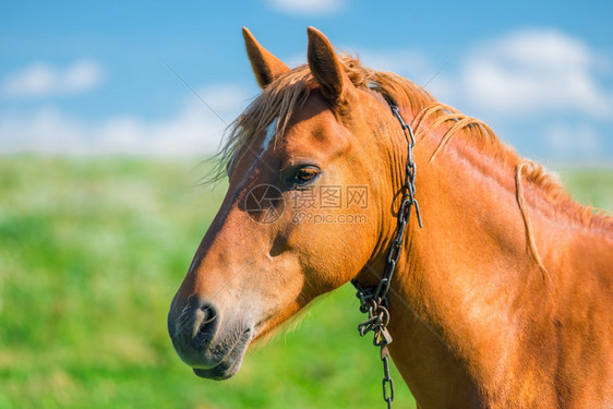 一匹漂亮的棕色马头在田间近身图片