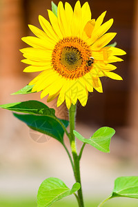 花向日葵上一只大黄蜂的垂直弹孔图片