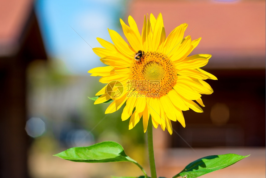 花向日葵上的黄蜂水平图片
