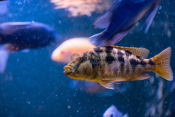 水族馆的鱼图片